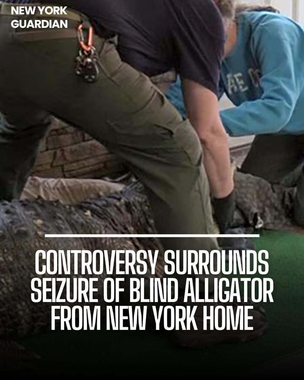 This week, a 750-pound, 11-foot-long crocodile named Albert was held from a New York house, setting the stage for a conflict between the state's Department of Environmental Conservation and the animal's self-proclaimed owner.